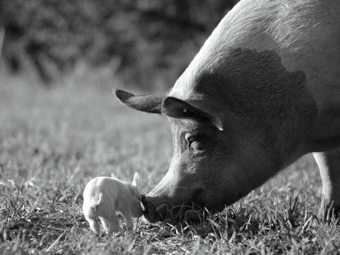 7. "Gunda" follows a pig, a flock of chickens, and a herd of cows.