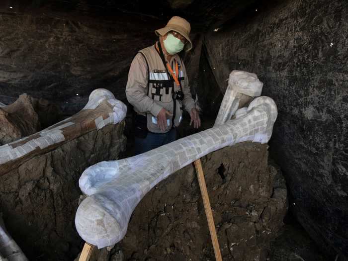 After humans reached the Americas, they may have hunted mammoths to extinction, as evidenced by the largest stash of mammoth bones ever discovered.