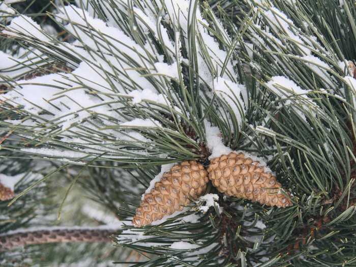 If you have none of these in your car, find a nearby pine tree and sprinkle the needles in the snow.