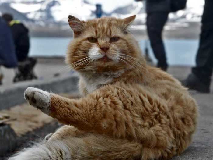 Bringing cats to Svalbard has also been banned since 1992 as a way to protect the island