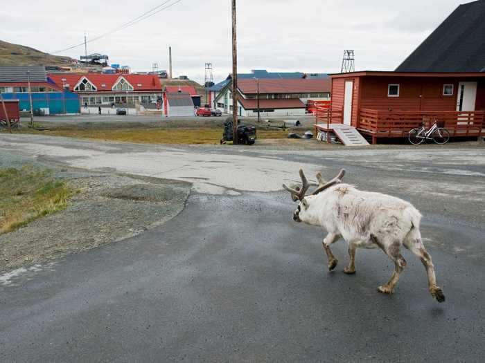 She loves how peaceful life on Svalbard is, how friendly and laid back the locals are, and that everything is within walking distance. "We do not have any traffic jams," she said. "And if we do it will be because ducks or reindeer are blocking the road."