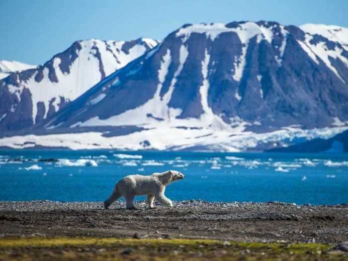 Three locals Insider spoke to all said that seeing a polar bear near town is actually quite unusual. But Forbes reports encounters with the protected species have increased as more tourists visit.