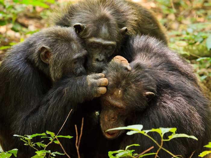 Not all primate discoveries this year were so grisly. Researchers also found that chimpanzees get choosier about friendships as they age, just like humans.