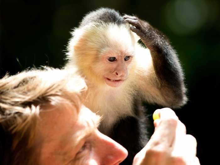 Researchers documented white-faced capuchin monkeys in Costa Rica eating a dead infant from their group.