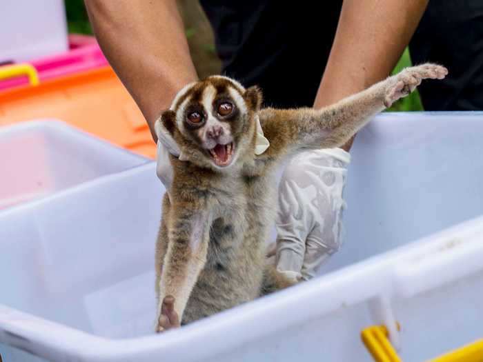 Slow lorises have toxic bites, scientists discovered. But instead of using venom to hunt prey or fight predators, lorises use their bites to defend their territory.