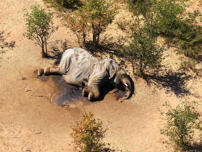 Algae can doom animals, too. That turned out to be the reason more than 300 elephants mysteriously died in Botswana between May and September.