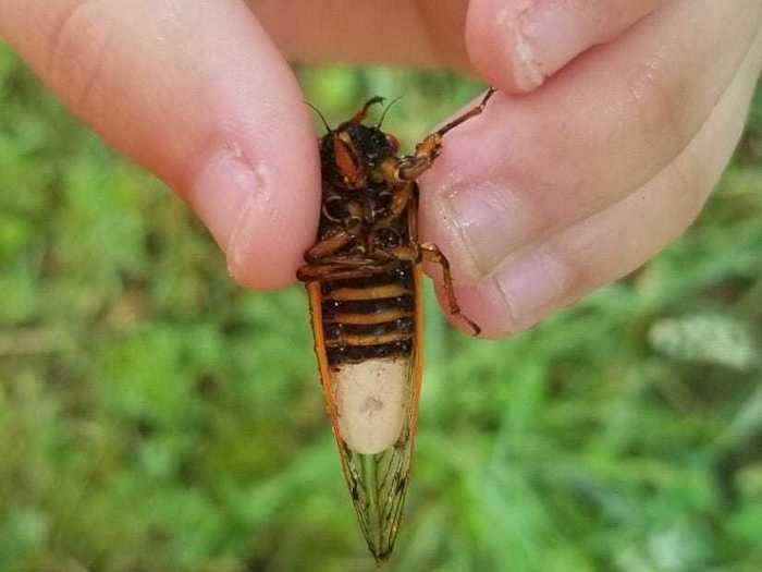 Insects can get deadly infections just like other creatures. One parasitic fungus in particular causes male cicadas to lose their minds and go on a mating frenzy.