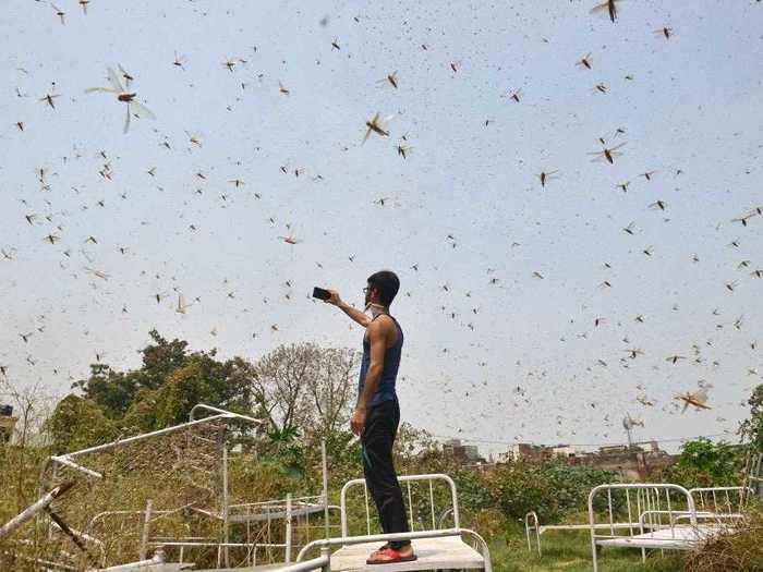 Researchers also figured out why locusts swarm, which could help them stop the insects from destroying crops.