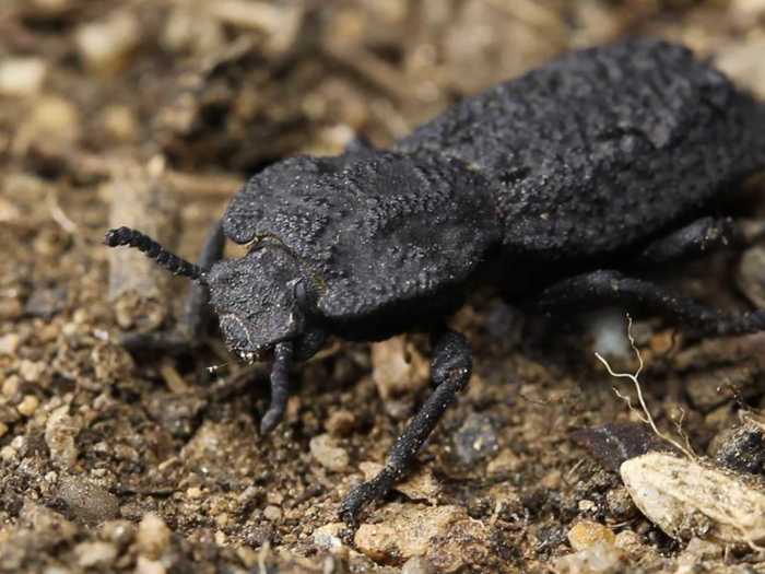 Another impressive creature, diabolical ironclad beetle, can get squished under 39,000 times its body weight and make it out alive. In October, scientists discovered how its body does that.