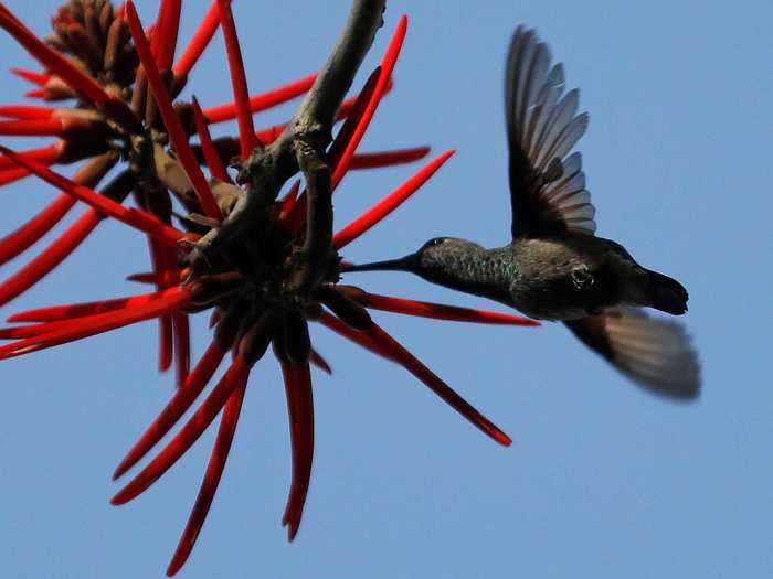 Hummingbirds, researchers recently discovered, can see ultraviolet light.