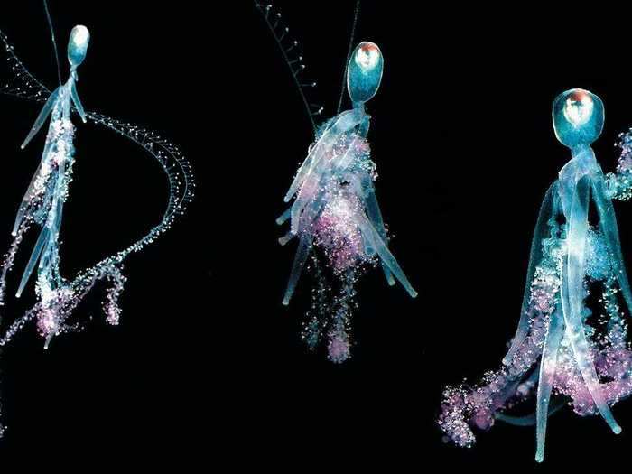 A jellyfish relative broke a record in 2020, becoming the longest animal ever seen.