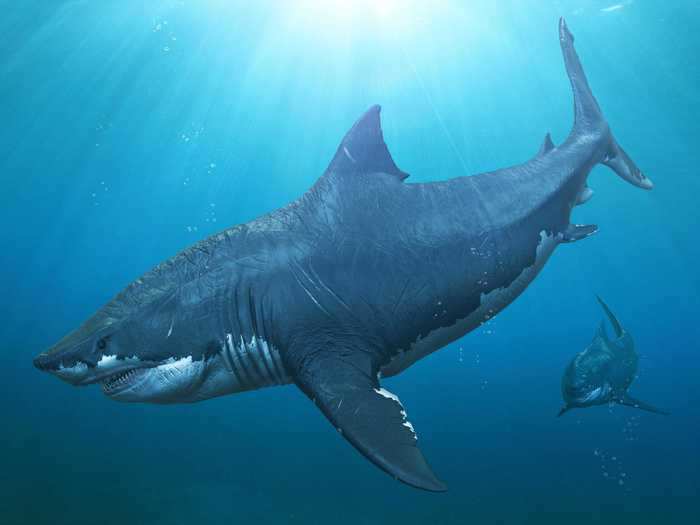 Great whites are the biggest carnivorous sharks alive today, but research has shown how small they are in comparison to megalodons.