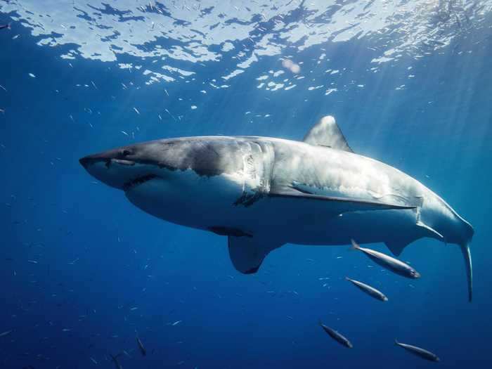 Waters in the northern Atlantic may be getting more crowded with sharks as waters warm.