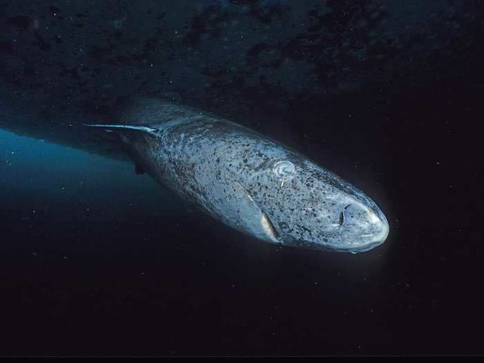 Another record-holding swimmer, the Greenland shark, is the longest-living vertebrate on the planet. Genetic analysis revealed new details about these creatures this year.