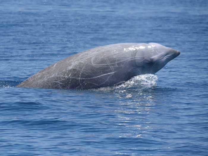 One particular species of whale, Cuvier