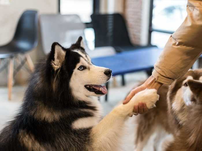 Researchers did discover some neurological similarities between dogs and humans, though: One study suggests our pets process human speech in a way similar to people.