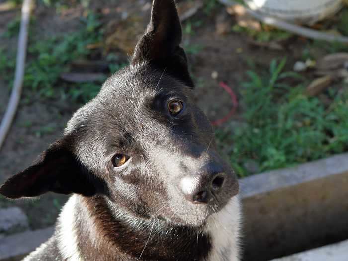 Dogs prefer to look at each other, rather than at their owners, an October study found.