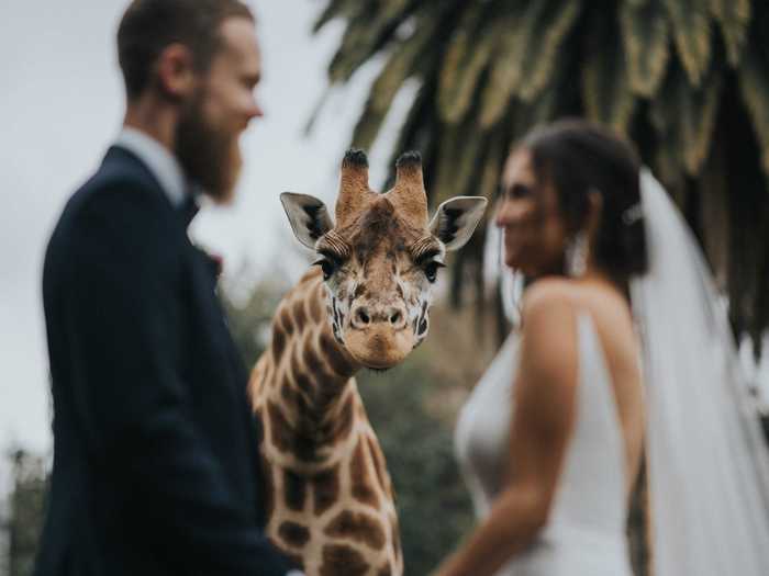 Who says third wheels have to be awkward? Just look at this friendly giraffe in Melbourne, Australia.