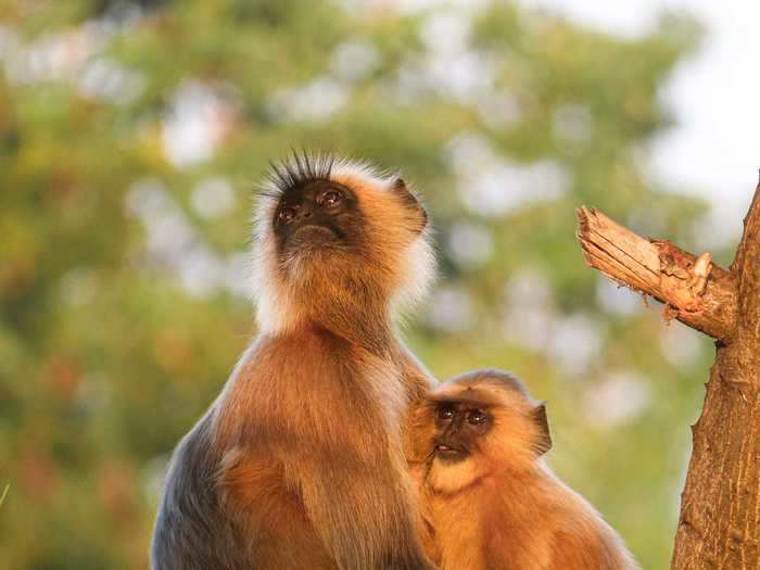 "Motherhood" by Saurabh Shukla