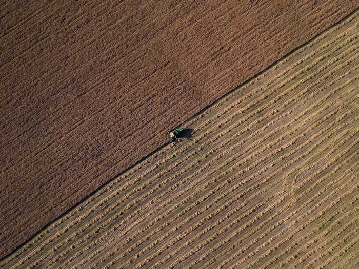 "Harvest" by Hamid Jamshidian