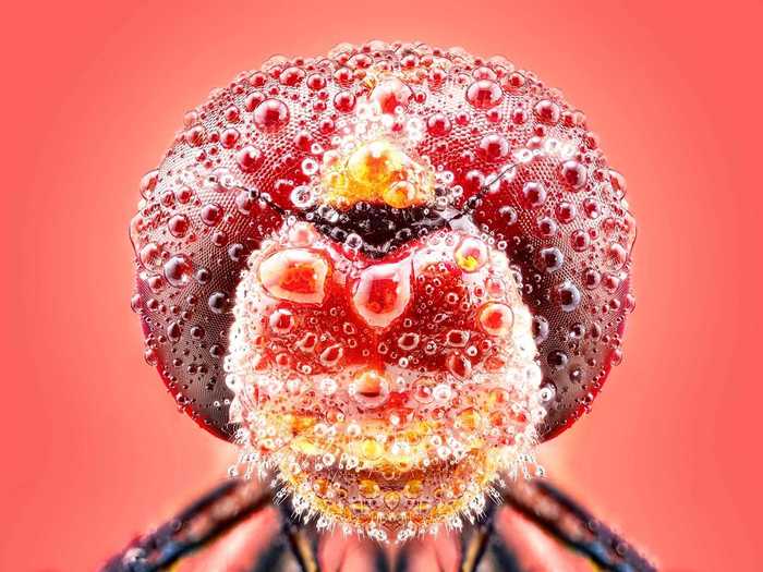 "Close up of a Damselfly" by Pedro Luis Ajuriaguerra Saiz