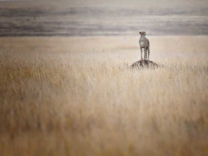 "Cheetah looking for food" by Mohamed Tazi