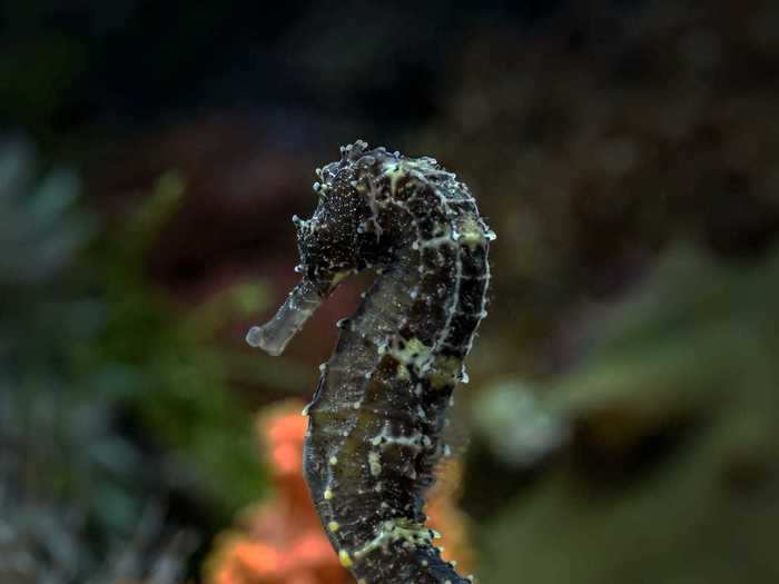 "Black and yellow seahorse" by Erwin Gucci