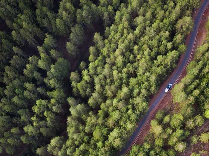 "Car in the pine forest" by Bastian AS