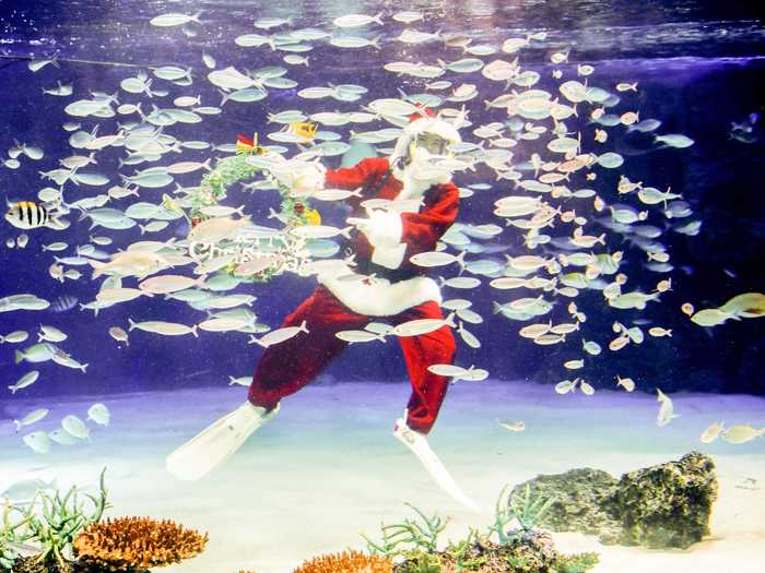 While some Santas were behind plastic, others greeted people behind glass. A scuba Santa swam underwater among sea life at an aquarium in Tokyo.