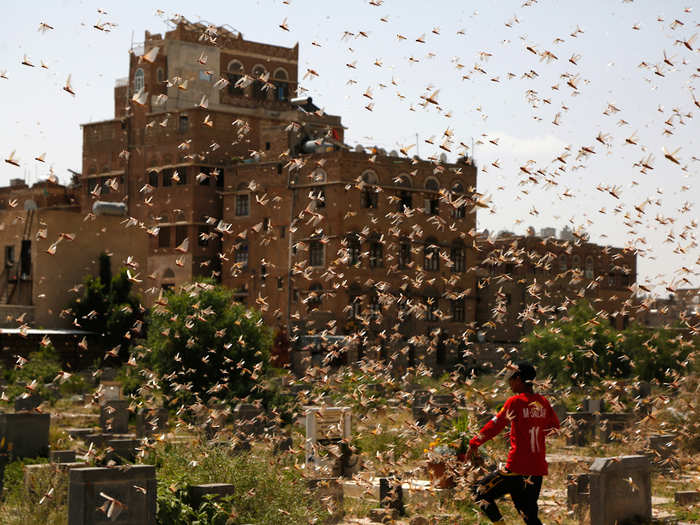 6. Locust swarms in East Africa — $8.5 billion