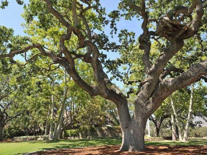 It was renamed Sycamore Valley Ranch for the rolling hills, majestic sycamore trees, magnificent oaks, and manicured grounds that the Santa Ynez Valley is known for.