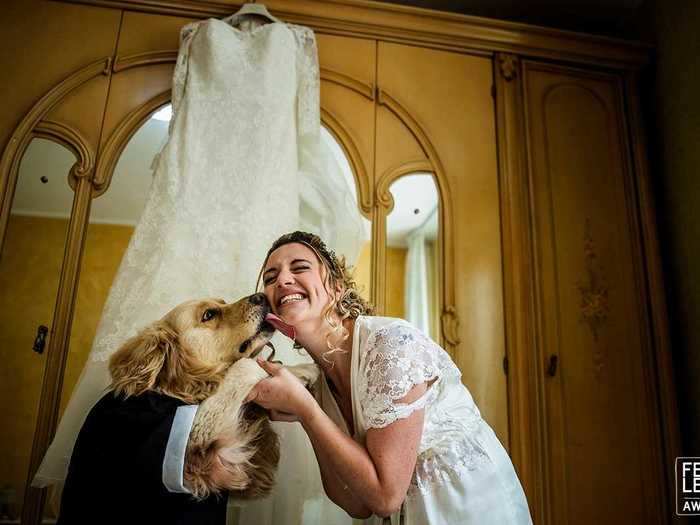 Some dogs got dressed up for the occasion.