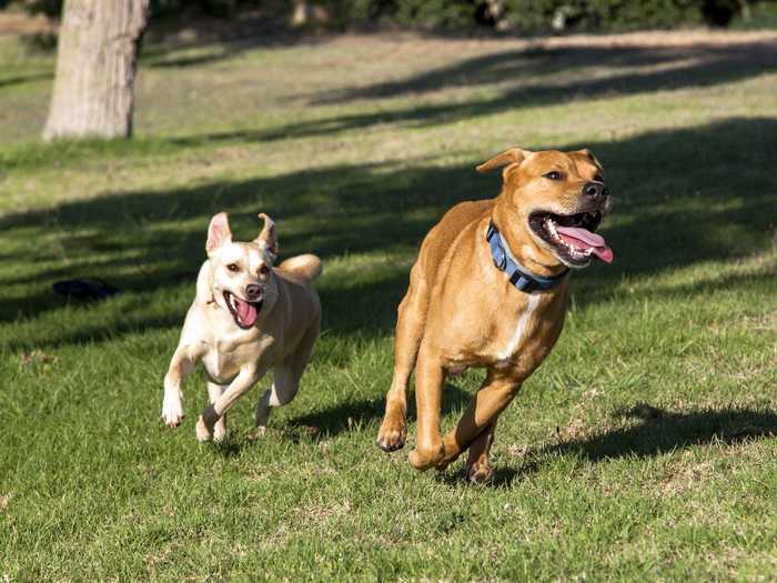 You force a shy pet to interact with other dogs.