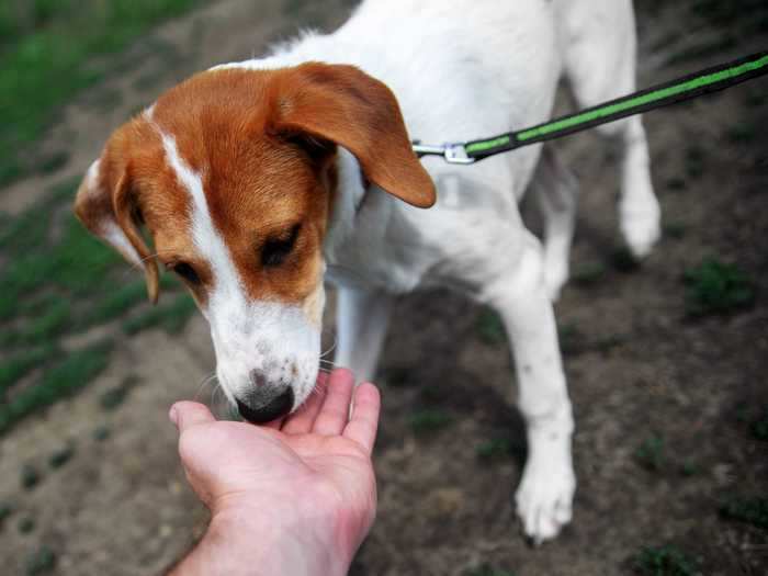 You give them a treat too early or late during training sessions.