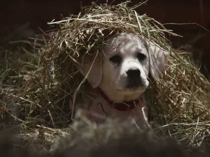 Over/Under 4.5 commercials featuring a dog