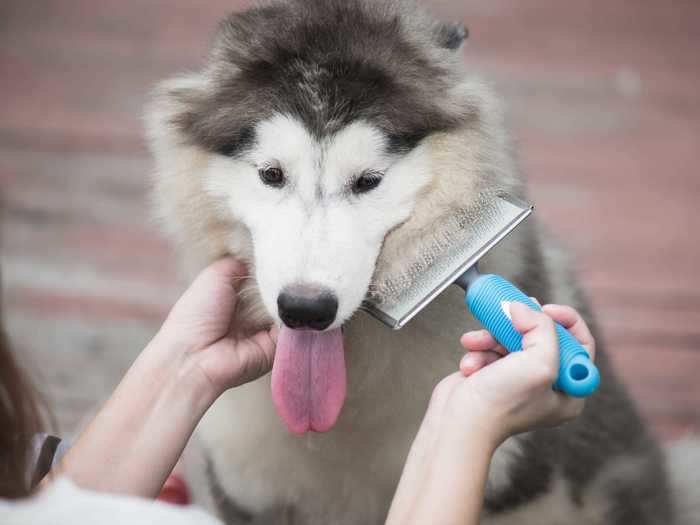 You should never try to cut matted fur out of a pet