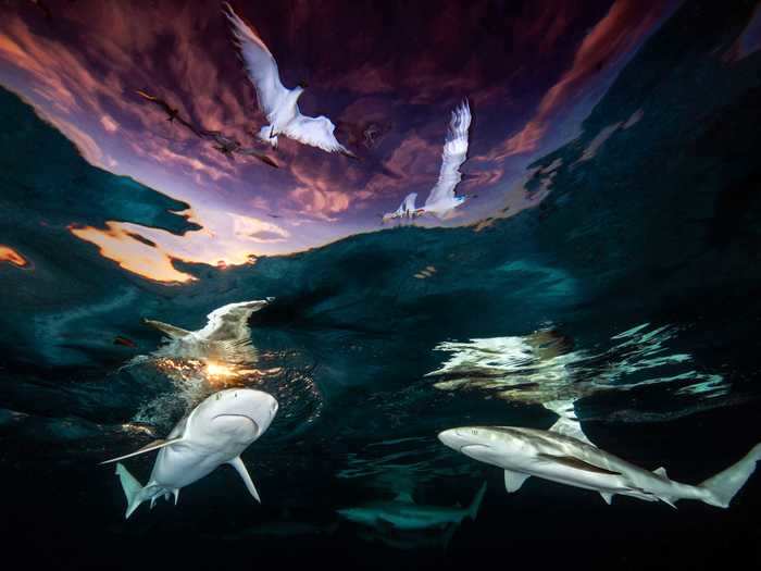 Renee Capozzola was named the 2021 Underwater Photographer of the Year for her stunning photo entitled "Sharks