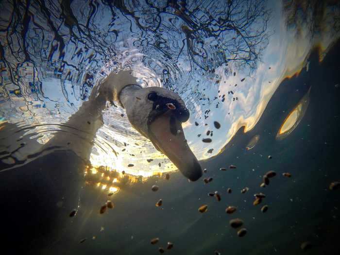 "Sunrise Mute Swan Feeding Underwater" by Ian Wade won first place in the British Waters Compact category. He captured it with the help of a GoPro.