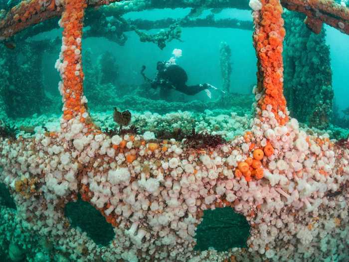 In "SS Hispania," Kirsty Andrews captured a wreck completely covered in anemones and sponges. The photo won the British Waters Living Together category.