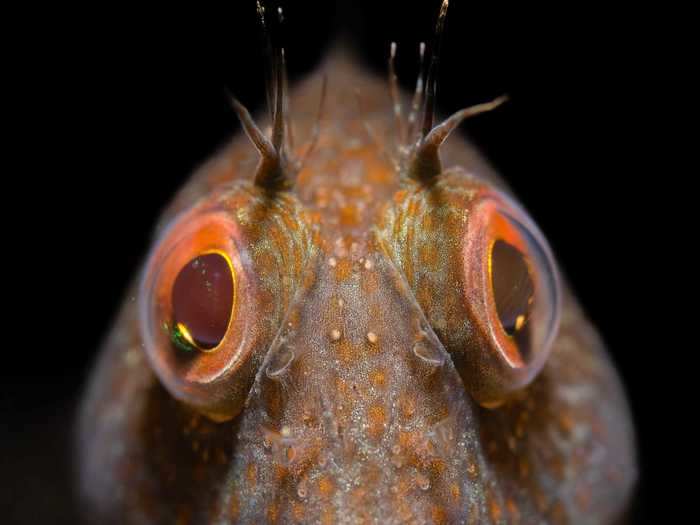 The British Waters Macro winner was "Portrait of a variable blenny" by Malcolm Nimmo.