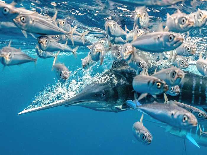 First place in the Behavior category went to "A striped marlin in a high speed hunt in Mexico" by Karim Iliya.