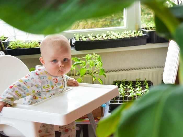 Parents should research a kind of plant before bringing it into their home or playroom.
