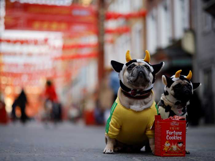 While not all Lunar New Year festivities went according to plan in 2021, families (and pets alike) made the most out of it.