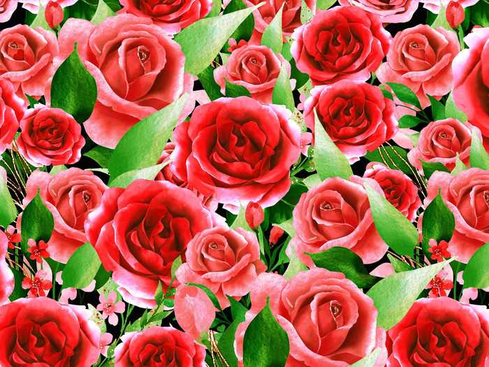 There are five hearts hidden among the roses. Can you find them all in under three minutes?