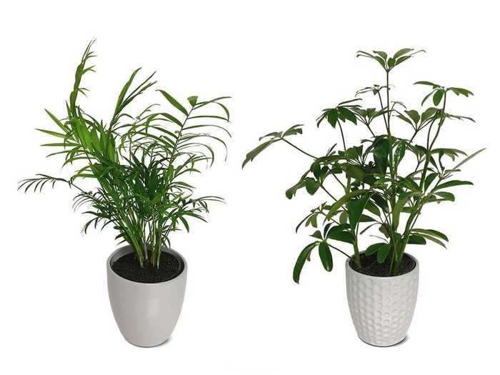 Surprise loved ones or give your home some greenery with these 5-inch plants.