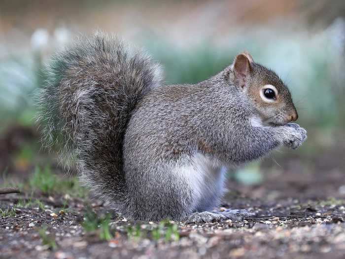 In 2009, someone submitted Cajun squirrel-flavored chips into Walkers