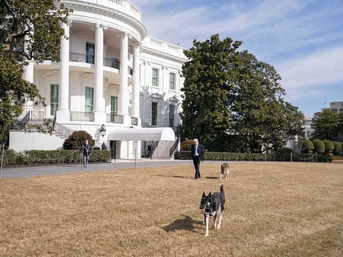 Major and Champ romp around the South Lawn.