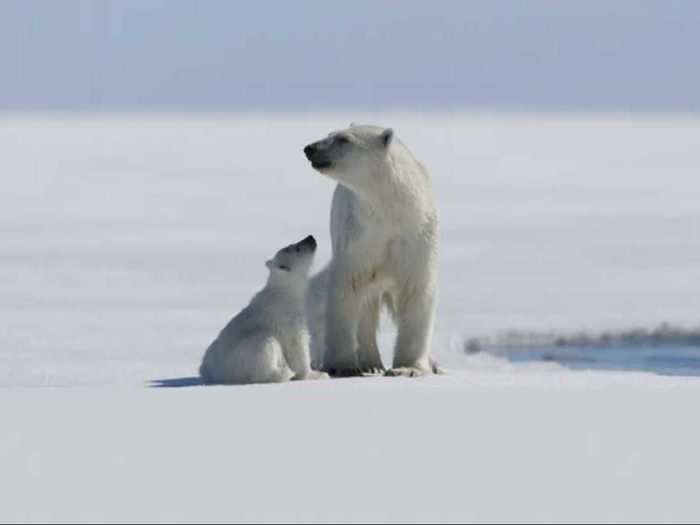 She narrates the 2007 National Geographic documentary, "Arctic Tale."