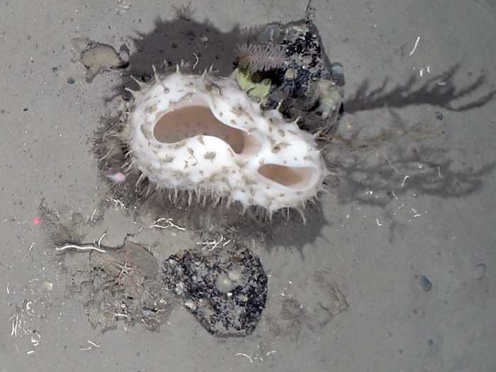 Most of the species were filter feeders, like sea sponges.