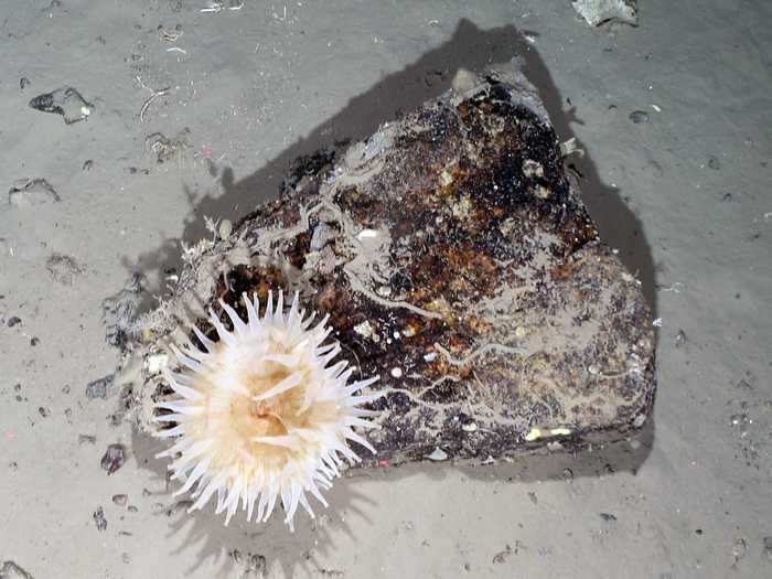 Once OFOBS reached the sea floor, it spotted various creatures living among stones that had tumbled into the water from the ice shelf above.